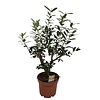 Olea europaea | Olijfboom struikvorm | 40 cm hoog | 15 cm pot