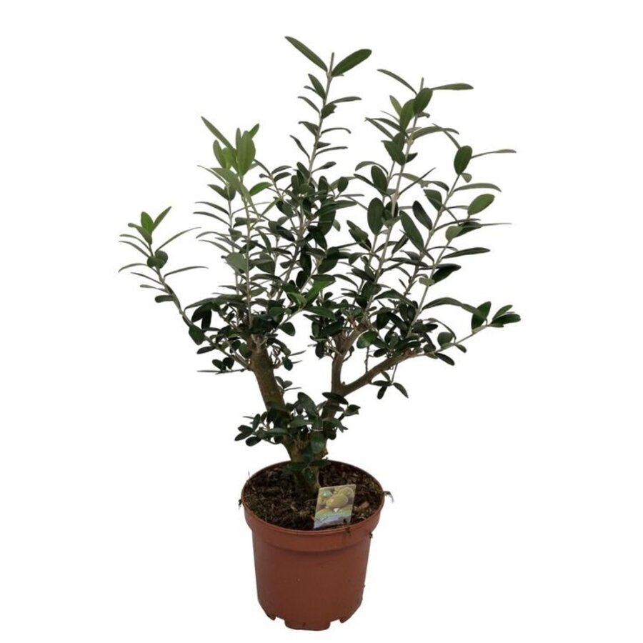 Olea europaea (olijfboom) struikvorm | 40 cm hoog | In 15 cm pot | Mediterrane kuipplant voor terras en balkon