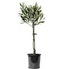 Olea Europaea | Olijfboom op stam | 55 cm hoog | 16 cm pot