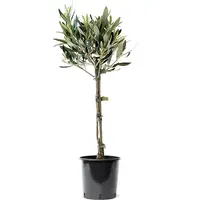 Olea Europaea (olijfboom) op stam | 55 cm hoog | In 16 cm pot | Mediterrane kuipplant