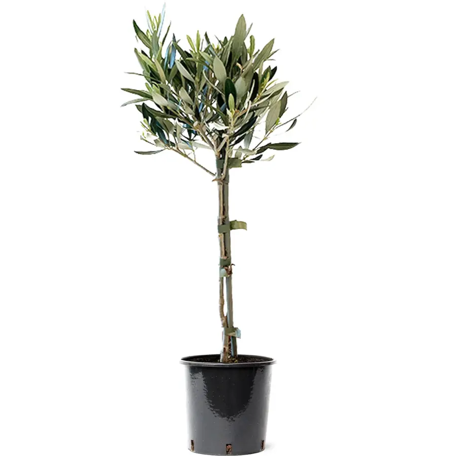 Olea Europaea (olijfboom) op stam | 55 cm hoog | In 16 cm pot | Mediterrane kuipplant