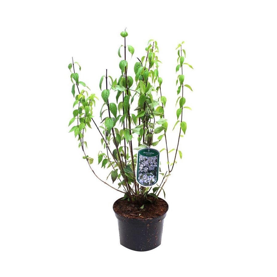 Philadelphus × lemoinei 'Lemoinei' | Boerenjasmijn | geurende witte bloei | 60 cm hoog | 17 cm pot