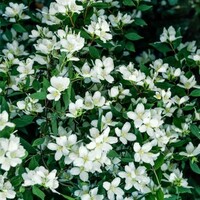 Philadelphus × lemoinei 'Lemoinei' | Boerenjasmijn | geurende witte bloei | 60 cm hoog | 17 cm pot