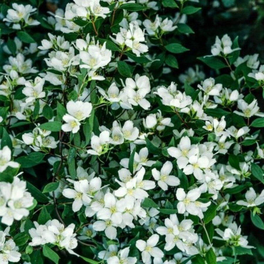 Philadelphus × lemoinei 'Lemoinei' | Boerenjasmijn | geurende witte bloei | 60 cm hoog | 17 cm pot