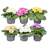 Primula (Acaulis) gemengde kleuren | 15 cm hoog | 10 cm pot | per stuk