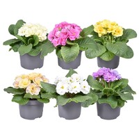Primula (Acaulis) gemengde kleuren | per stuk | 15 cm hoog | in 10 cm pot | winterharde voorjaarsbloeier