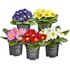 Primula acaulis | Gemengde kleuren | 11 cm hoog | 9 cm pot | per stuk