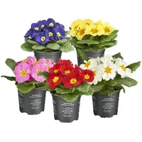 Primula acaulis (sleutelbloem) | Gemengde kleuren | 11 cm hoog | In 9 cm pot | Voorjaarsbloeier voor tuin, balkon en terras | per stuk
