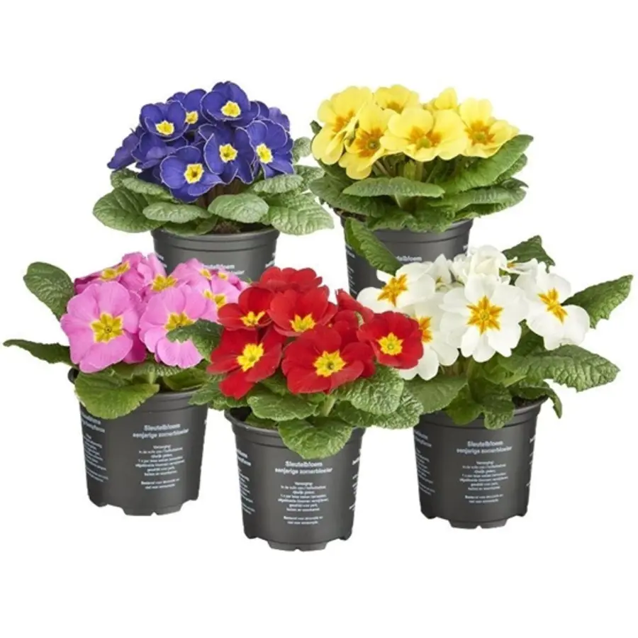 Primula acaulis (sleutelbloem) | Gemengde kleuren | 11 cm hoog | In 9 cm pot | Voorjaarsbloeier voor tuin, balkon en terras | per stuk