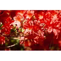 Rhododendron 'Fireball' (tuinazalea) | 55 cm hoog | In 23 cm pot | Vuurrood-oranje bloei