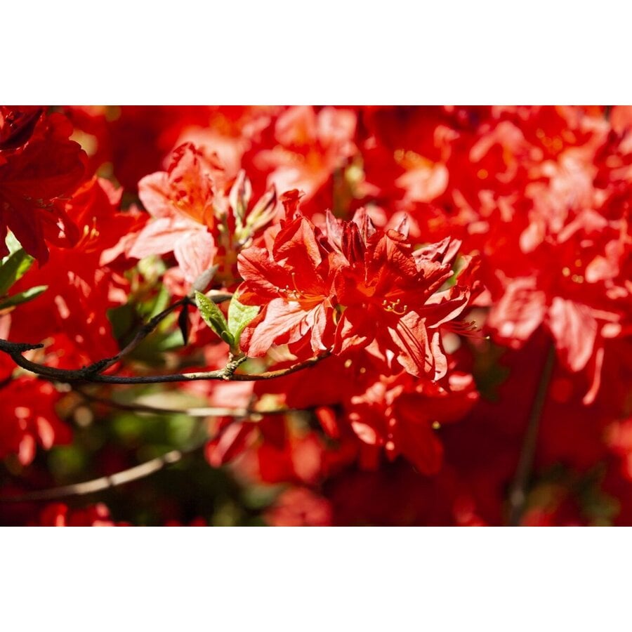 Rhododendron 'Fireball' (tuinazalea) | 55 cm hoog | In 23 cm pot | Vuurrood-oranje bloei