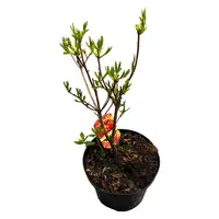 Rhododendron 'Fireball' (tuinazalea) | 55 cm hoog | In 23 cm pot | Vuurrood-oranje bloei