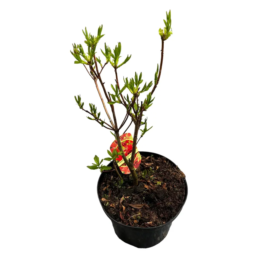 Rhododendron 'Fireball' (tuinazalea) | 55 cm hoog | In 23 cm pot | Vuurrood-oranje bloei