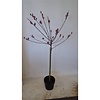 Salix gracilistyla 'Mount Aso' op stam | 80 cm hoog | 17 cm pot