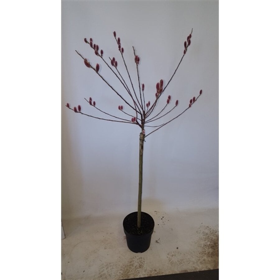 Salix gracilistyla 'Mount Aso' op stam | 80 cm hoog | In 17 cm pot | Roze katjes in het voorjaar