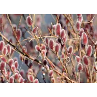 Salix gracilistyla 'Mount Aso' op stam | 80 cm hoog | In 17 cm pot | Roze katjes in het voorjaar