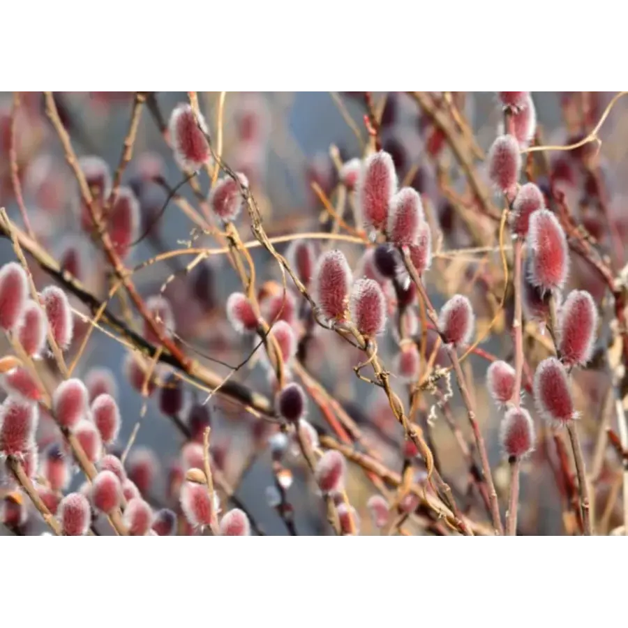 Salix gracilistyla 'Mount Aso' op stam | 80 cm hoog | In 17 cm pot | Roze katjes in het voorjaar