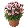 Saxifraga arendsii Alpino Rose | 20 cm hoog | 12 cm pot