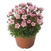 axifraga arendsii 'Alpino Rose' (steenbreek) | roze voorjaarsbloei | 20 cm hoog | 12 cm pot | vaste plant