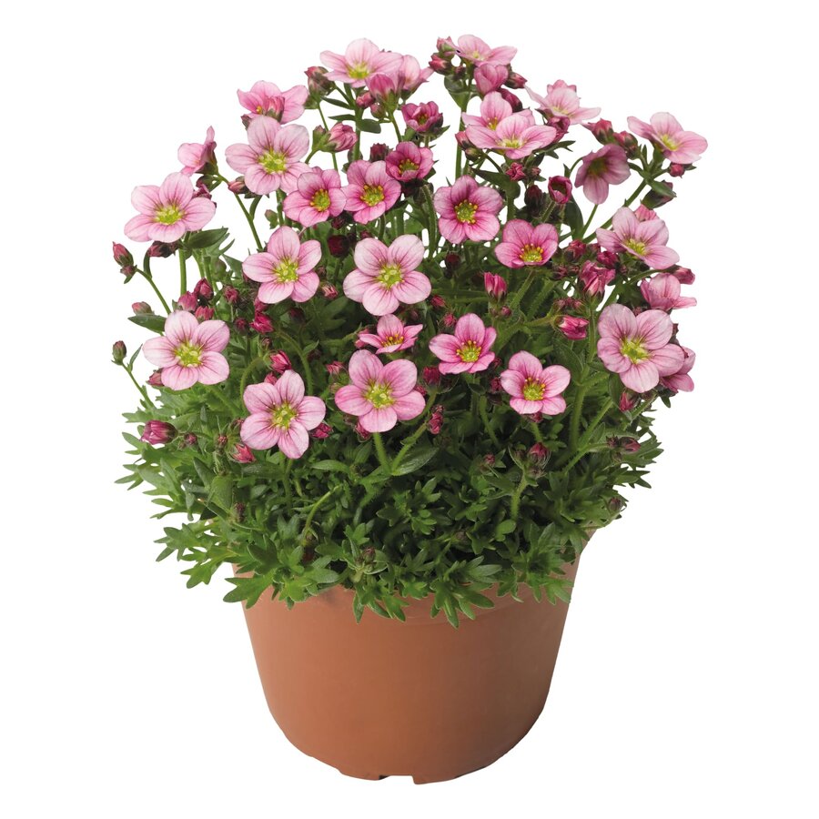 Saxifraga arendsii 'Alpino Rose' (steenbreek) | roze voorjaarsbloei | 20 cm hoog | 12 cm pot | vaste plant