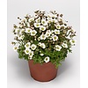 Saxifraga arendsii Alpino White | 16 cm hoog | 13 cm pot