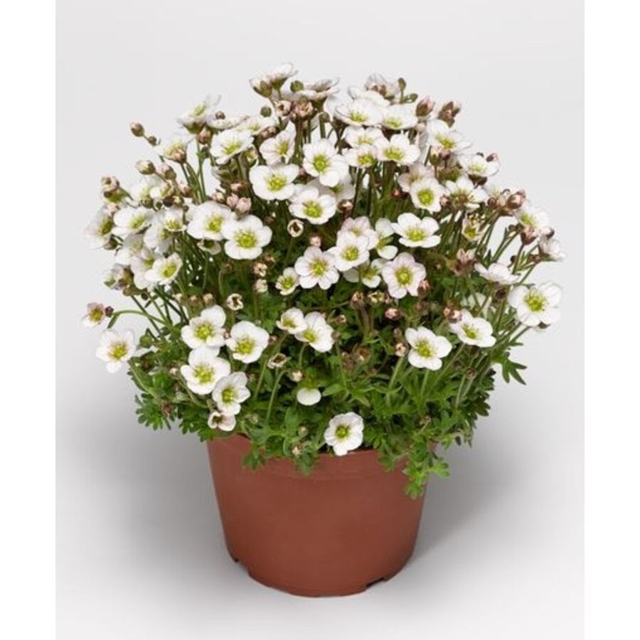 Saxifraga arendsii ‘Alpino White’ (bergsteenbreek) | 16 cm hoog | In 13 cm pot | Witte voorjaarsbloei