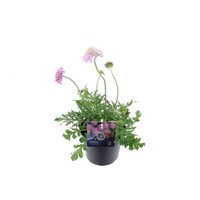 Scabiosa columbaria 'Pink Mist' (duifkruid) | 32 cm hoog | In 13 cm pot | Roze bijenplant voor border en pot