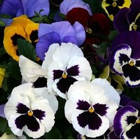 Viool (Viola x wittrockiana) | Delta grootbloemig | mix kleuren | 9 cm pot | ca. 10 cm hoog | perkplant per stuk