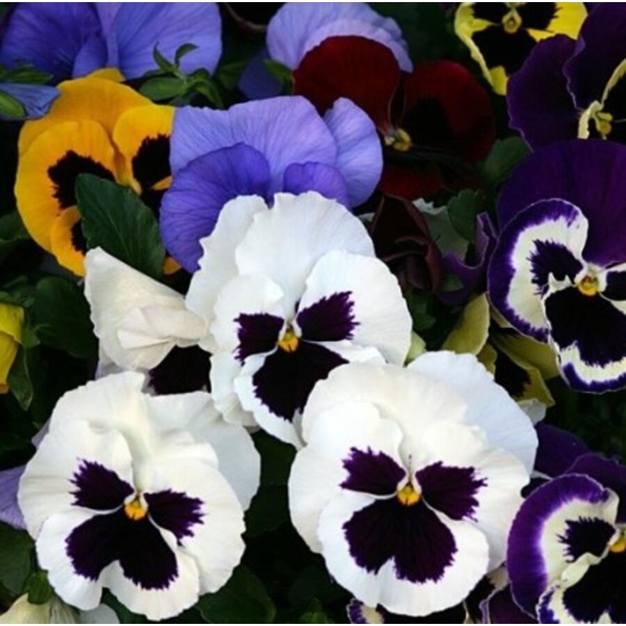 Viool (Viola x wittrockiana) | Delta grootbloemig | mix kleuren | 9 cm pot | ca. 10 cm hoog | perkplant per stuk