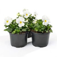 Viola cornuta 'True White' (hoornviooltje) kleinbloemig | 12 cm hoog | In 9 cm pot | Witte langbloeier voor tuin en balkon