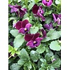 Viola cornuta 'Carmine' | kleinbloemig viooltje | 12 cm hoog | 9 cm pot