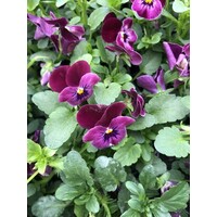 Viola cornuta 'Carmine' (hoornviooltje) | karmijnrode bloemen | 12 cm hoog | in 9 cm pot | winterharde tuinplant
