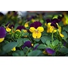 Viola cornuta | bosviooltje | geel en paars | 12 cm hoog | 9 cm pot