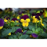 Viola cornuta (bosviooltje | hoornviooltje) | geel en paars | 12 cm hoog | in 9 cm pot | rijkbloeiend voor tuin en balkon