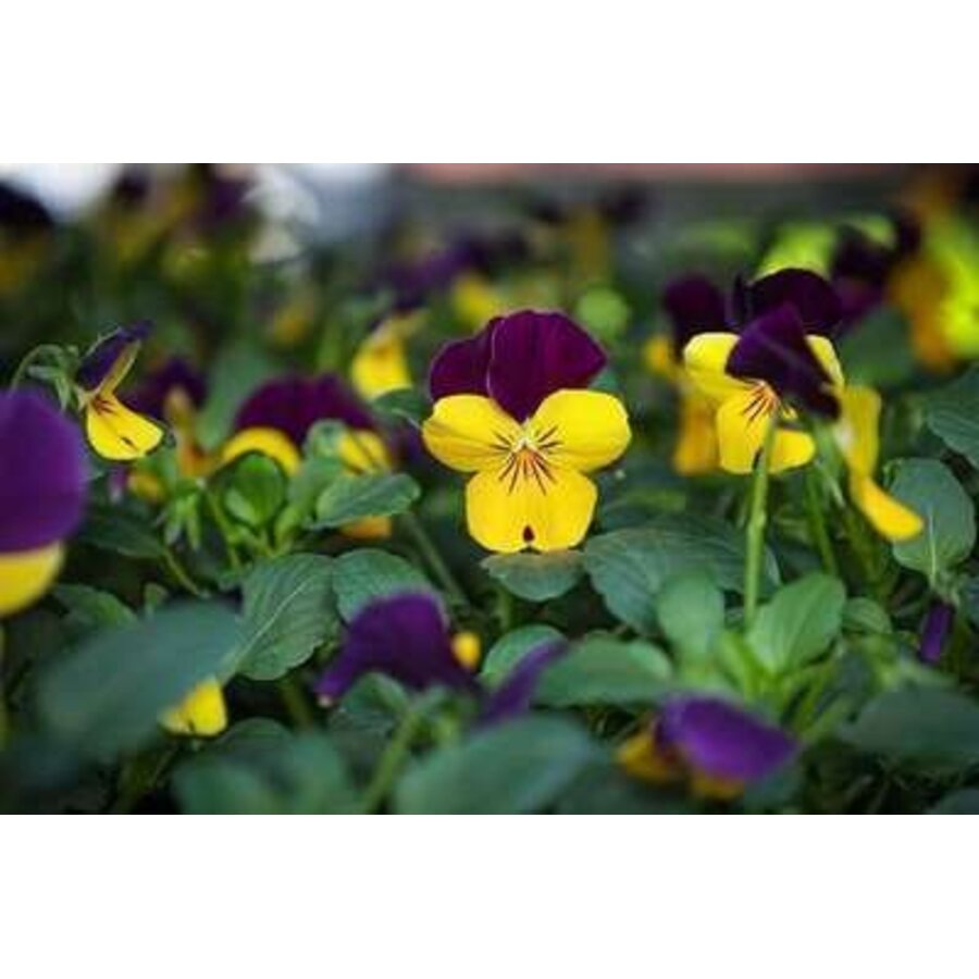 Viola cornuta (bosviooltje | hoornviooltje) | geel en paars | 12 cm hoog | in 9 cm pot | rijkbloeiend voor tuin en balkon