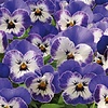 Viola cornuta | Delft Blue | 12 cm hoog | 9 cm pot