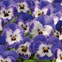 Viola cornuta Delft Blue | hoornviooltje | 12 cm hoog | in 9 cm pot | blauw wit bloeiend