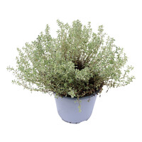 Thymus citriodorus 'Silver Queen' (citroentijm) | 25 cm hoog | In 14 cm pot | Aromatisch keukenkruid voor tuin en balkon