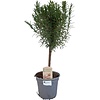 Rozemarijn op stam | 45 cm hoog | 14 cm pot