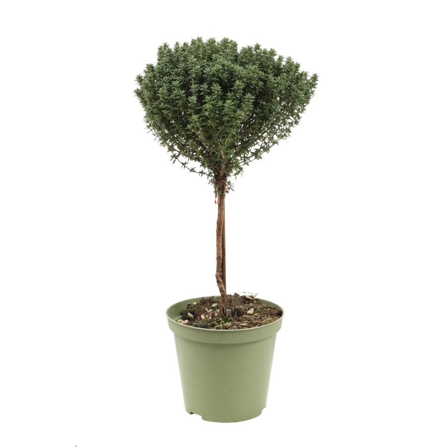 Thymus (thijm) op stam | 45 cm hoog | In 14 cm pot | Geurig keukenkruid