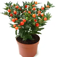 Solanum pseudocapsicum (oranjeboompje) | 27 cm hoog | In 12 cm pot | Sierplant met oranje bessen