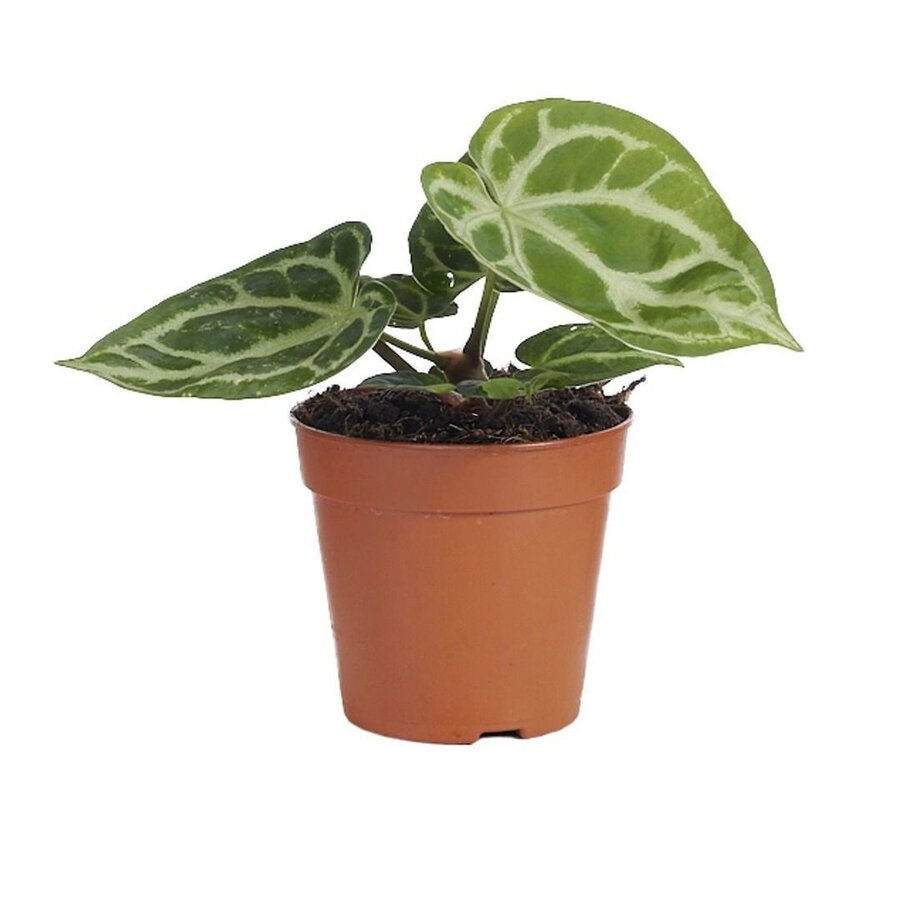 Anthurium Silver Blush terrariumplant met fluweelblad en zilveren nerven | 12 cm pot | 35 cm hoog
