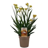 Anigozanthos (kangoeroepoot) | 12 cm pot | 37 cm hoog
