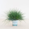 Festuca glauca 'Compacta Blue' | 20 cm hoog | 10 cm pot