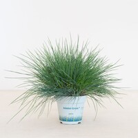 Festuca glauca 'Compacta Blue' (blauw schapengras) | 20 cm hoog | In 10 cm pot | Compact siergras