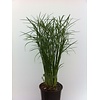 Cyperus 'Jela' | 12 cm pot | 50 cm hoog