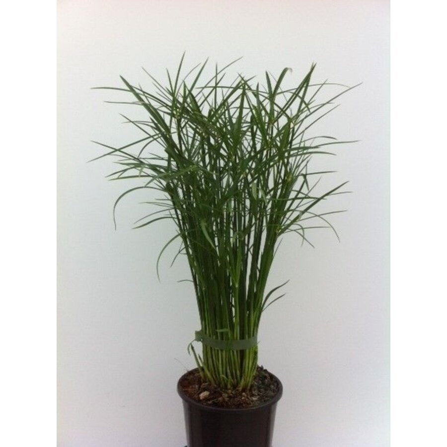 Cyperus 'Jela' terrariumplant | frisse parapluplant voor terrarium en woonkamer | 12 cm pot | 50 cm hoog