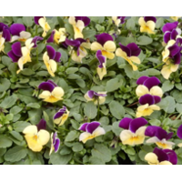 Viola cornuta ‘Marina’ (hoornviooltje) | Lichtblauw met wit hart | 12 cm hoog | In 9 cm pot | Lange bloei voor tuin en balkon