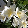 Rhododendron | Knaphill azalea wit | ca. 40–60 cm hoog | 23 cm pot