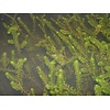 Elodea canadensa | Brede Waterpest | In P9 Pot Geleverd in Beker